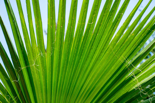 istock Green palm leaves spread everywhere 1420502327