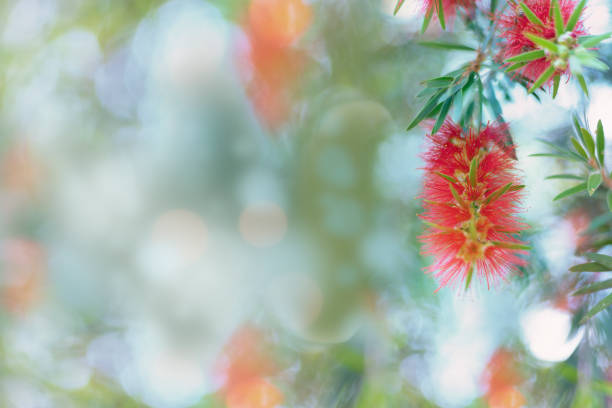 Plant, Flower, Nature, Red, Green Background