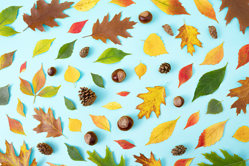 Creative Autumn pattern concept of leaves, pinecone and chestnuts. Flat lay on pastel blue background.