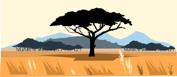 Plains and mountains. African savannah landscape. Silhouette picture. Africa acacia tree. Vector. Plains and mountains. African savannah landscape. Silhouette picture. Africa acacia tree. Vector acacia tree stock illustrations