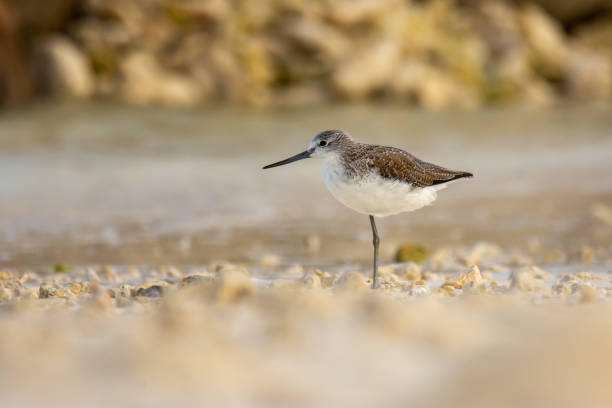istock Common greenshank (Tringa nebularia) resting on seashore 1420507458