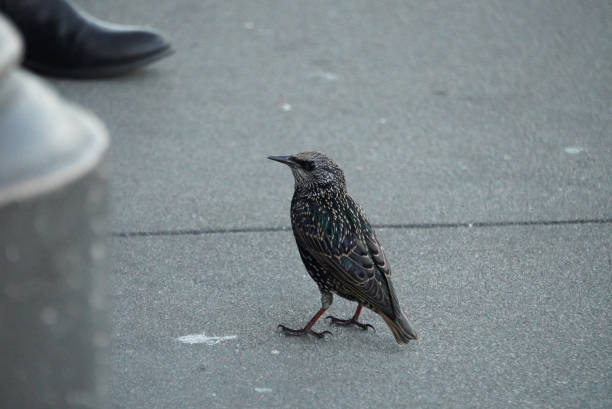 istock Bird standing on the floor and watching 1420510931