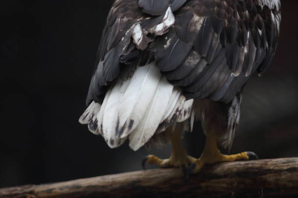 wildlife concept Steller's sea eagle rudder close up