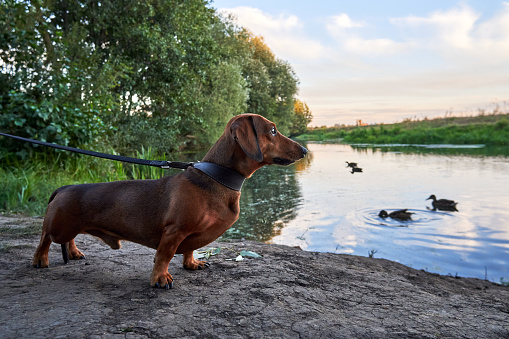 Dachshund on the river bank with ducks swimming