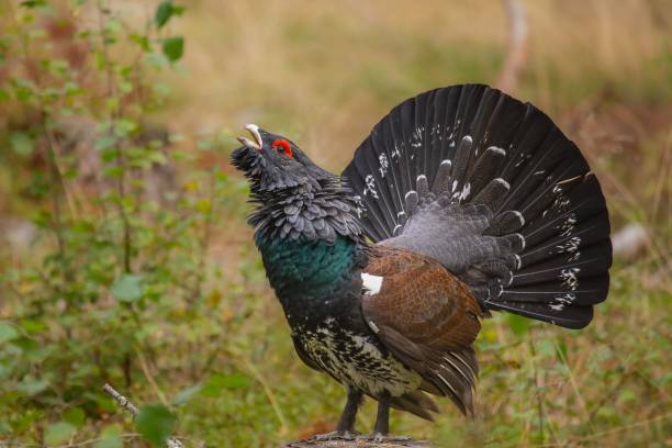 istock Wood grouse,  the King on the forrest 1420516034