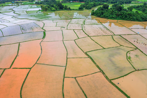 View from above of the partially flooded muddy plowed rice field ready for seeding. View from above of the partially flooded muddy plowed rice field ready for seeding makassar stock pictures, royalty-free photos & images
