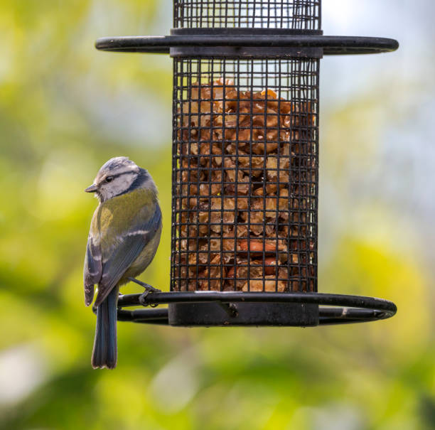 istock Eurasian blue tit, Cyanistes caeruleus 1420521803