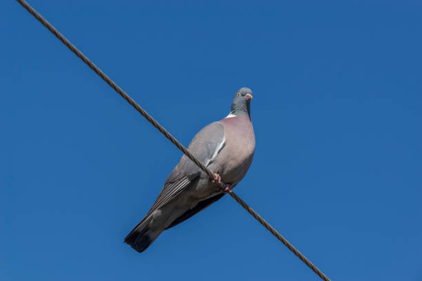 istock Common wood pigeon, Columba palumbus 1420521861