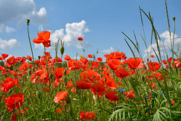 istock poppy flowers in the field 1420521915