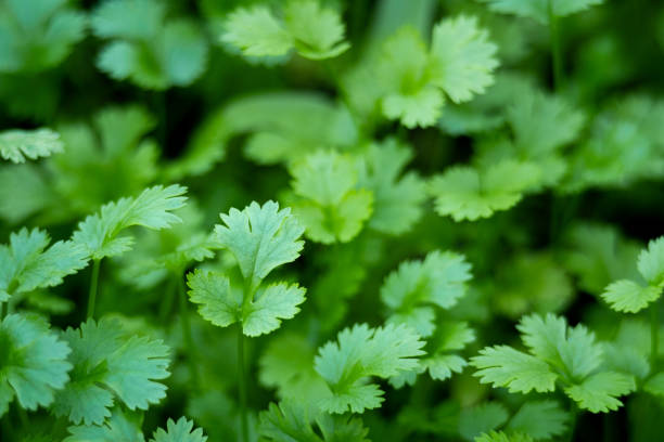 istock Close up Fresh growing green Coriander 1420525775