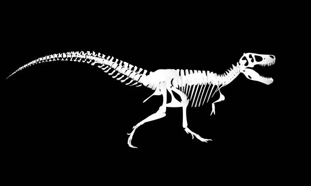 ilustraciones, imágenes clip art, dibujos animados e iconos de stock de esqueleto de dinosaurio aislado sobre fondo negro. tyrannosaurus rex. animal prehistórico. gráficos vectoriales - dinosaur fossil tyrannosaurus rex animal skeleton