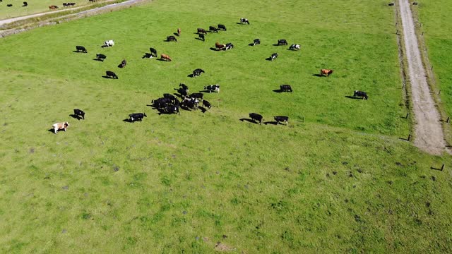 A herd of cows grazing on a green meadow on a sunny summer day. Livestock farm, top view. Cow grazing in the south of Ireland.