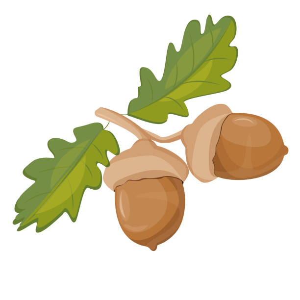 eichel- und ahornblatt - acorn oak oak tree leaf stock-grafiken, -clipart, -cartoons und -symbole