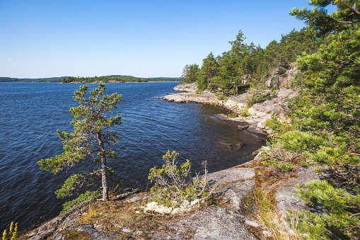 Pine tree on the Koyonsaari Island. Skerries of Ladoga Lake. Karelia Republic summer landscape, Russia