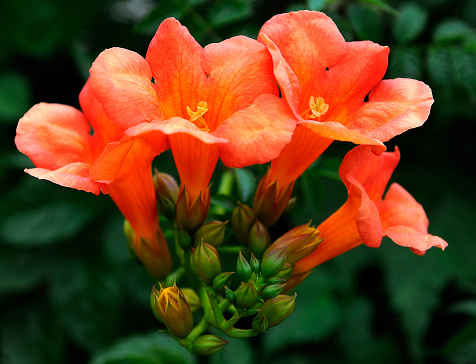 Campsis, is commonly known as the trumpet creeper or trumpet vine, is the genus of the flowering plant Bignoniaceae.