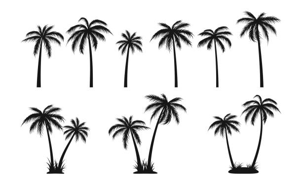 illustrations, cliparts, dessins animés et icônes de ensemble de silhouettes de palmiers noirs. vecteur eps 10 - palm tree leaf tree frond