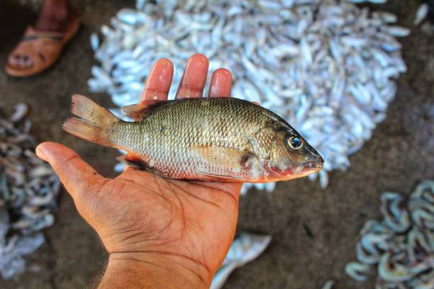 istock tilapia fish in hand in nice blur bckground hd 1420545657