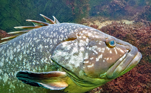 Close-up of a dusky grouper (Epinephelus marginatus) in the aquarium.