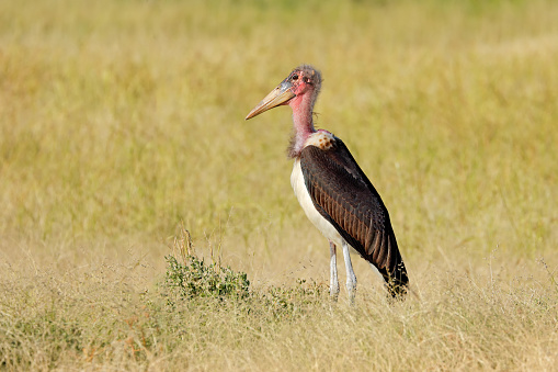 A marabou stork (Leptoptilos crumeniferus) standing in grassland, Etosha National Park, Namibia