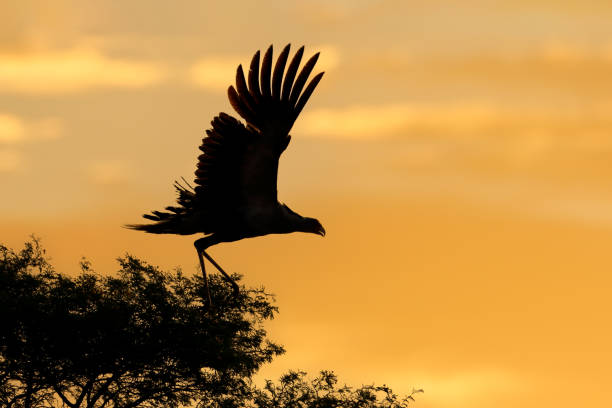 Secretary bird with open wings silhouetted against an orange sky, South Africa stock photo