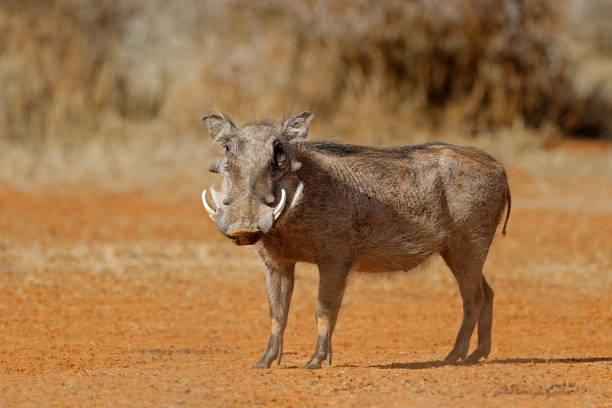 ein warzenschwein (phacochoerus africanus) im natürlichen lebensraum, mokala nationalpark, südafrika - warzenschwein stock-fotos und bilder