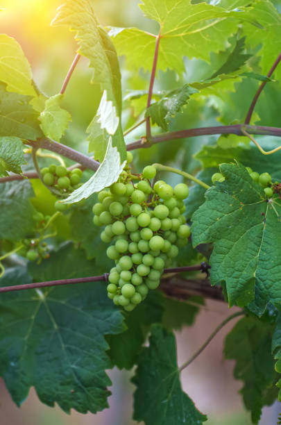 istock Green grape bunches growing in the garden. 1420551274