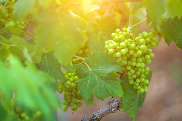 istock Green grape bunches growing in the garden. 1420551286
