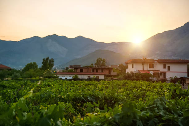 Grape plantations against of the Monti Aurunci mountains in Italy. Grape plantations against of the Monti Aurunci mountains in Italy. agritourism stock pictures, royalty-free photos & images