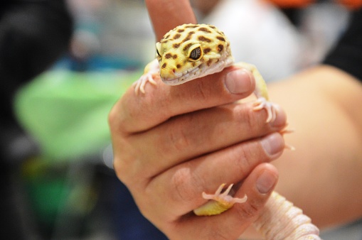 exotic lizard gecko in human hands