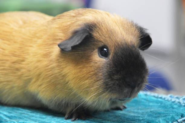 istock animal guinea pig 1420556236