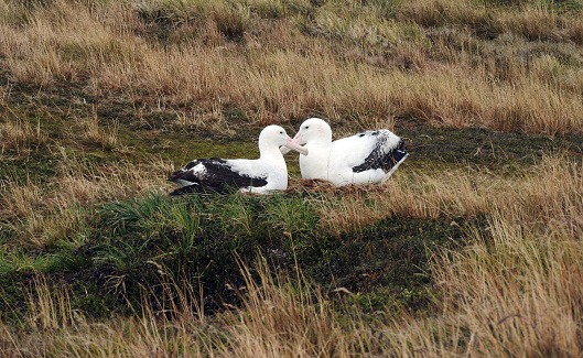 Sooty albatross birds mating pair nesting in marsh grassland on Marion Island, Prince Edward Islands