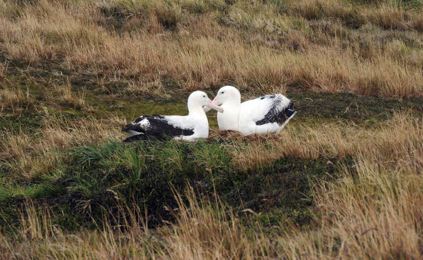 sooty albatross mating pair nesting in marsh grassland on marion island - albatross imagens e fotografias de stock