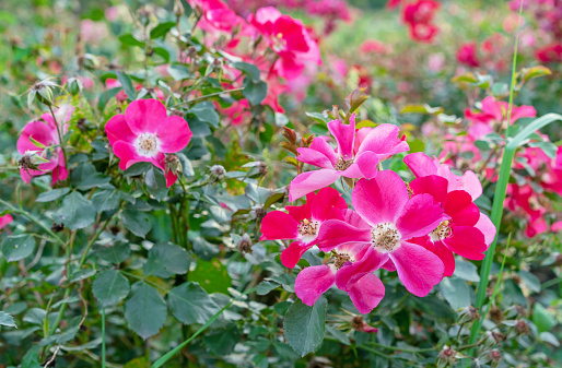Red-pink flowers alpine rose, alpine rosehip, mountain rosehip, wild rose or Rosa pendulina.