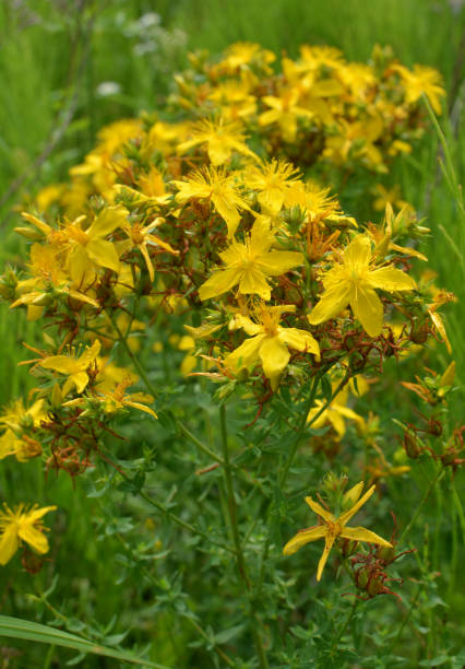 istock In the wild bloom St. John's wort (hypericum perforatum) 1420565360