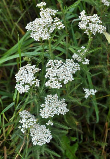 istock Yarrow (Achillea) blooms naturally in the grass 1420565591