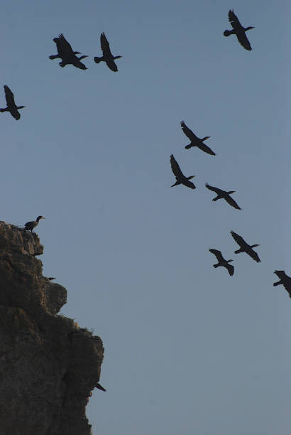 istock Great Cormorants, Gotland, Sweden 1420566222