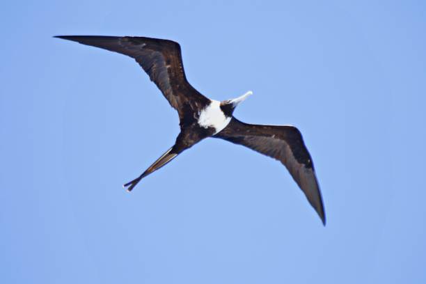 Fregate bird flying Frigatebird with spread wings fregata minor stock pictures, royalty-free photos & images