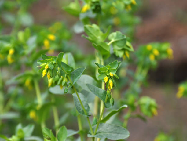 istock Cerinthe minor grows in nature 1420568168