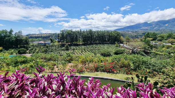 panama, boquete, panoramiczny widok na dolinę z plantacją kawy - valley tree remote landscape zdjęcia i obrazy z banku zdjęć