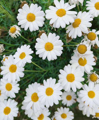 Field of Daisy with grass.