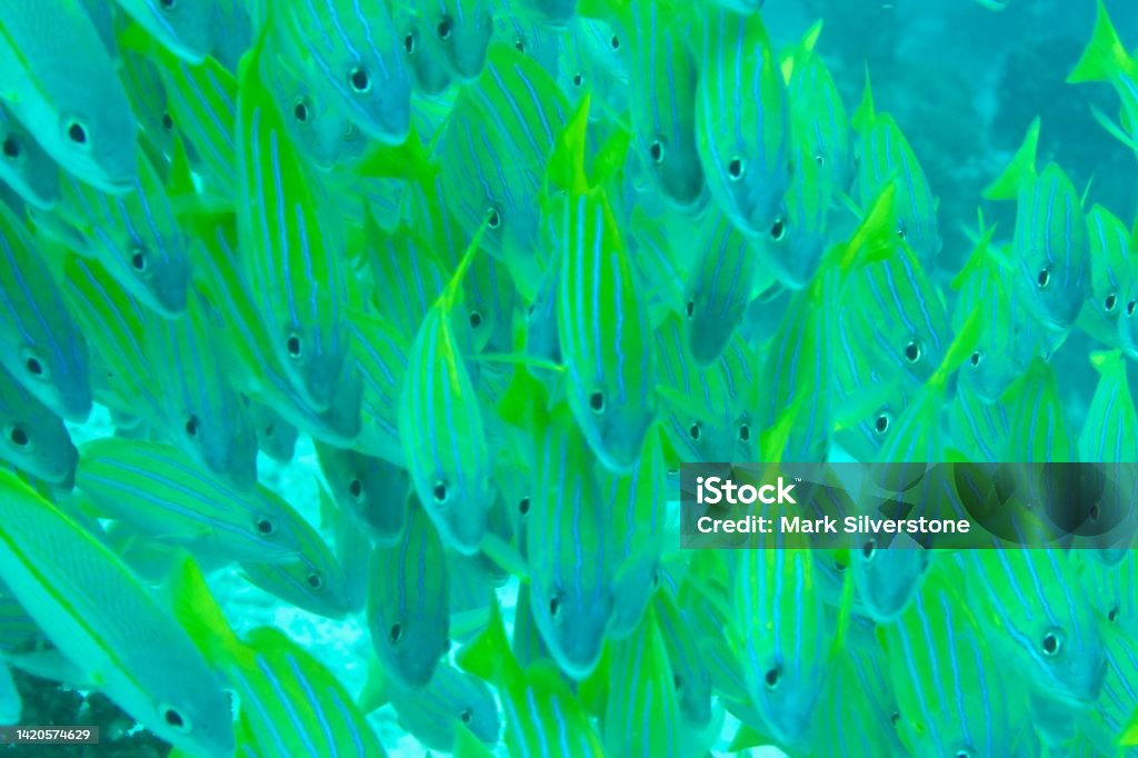 Bluestriped Grunts and Yellowtail Snappers School with bright black eyes Scuba Diving Stock Photo