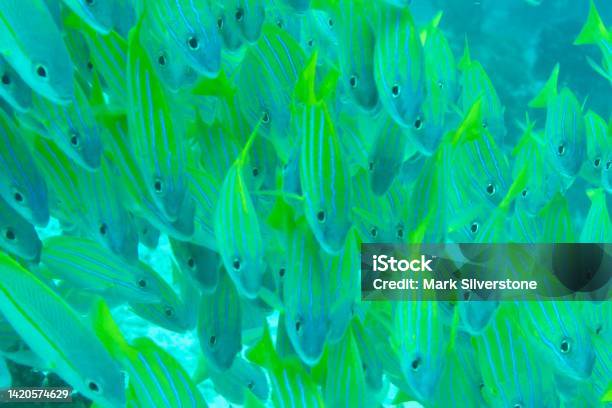 Bluestriped Grunts And Yellowtail Snappers Stock Photo - Download Image Now - Scuba Diving, On The Move, Sea