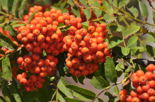 istock Berries ripen on a branch of rowan (Sorbus aucuparia) 1420576025