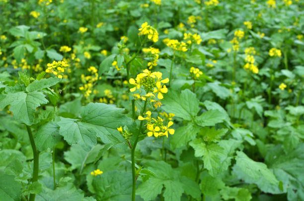 istock Mustard sprouts grown for organic green fertilizer 1420576038