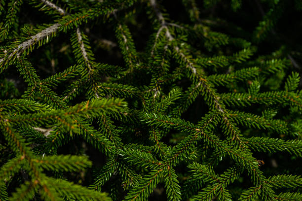 istock Green branches of fir tree 1420578729
