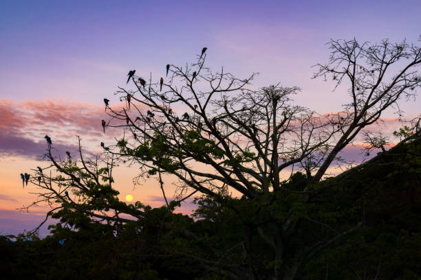 istock Parrots commonly known as Guacamayas perched on a tree with colorful sunset at the background 1420579679