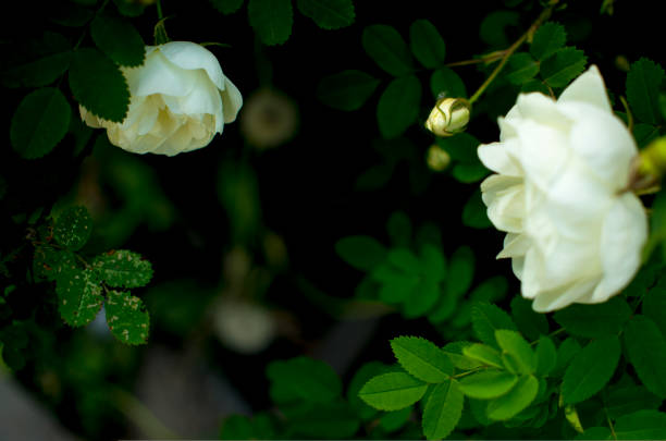 istock white roseship flower on a dark green background. Copy space 1420580163