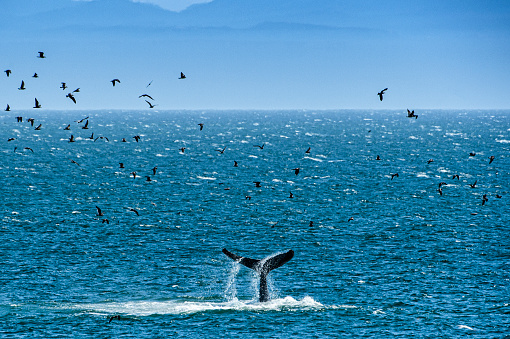Humpback whale (Megaptera novaeangliae), tail lobbing, where it raises it's tail high out of the water, and then slams it's flukes down on the surface.  The whale and a large number of birds are feeding on anchovies in the water.