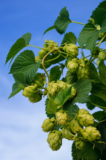 Cluster of hops (female flower cones, also known as strobiles) on the hop plant (Humulus lupulus).  Hops are used primarily as a flavoring and stability agent in beer.