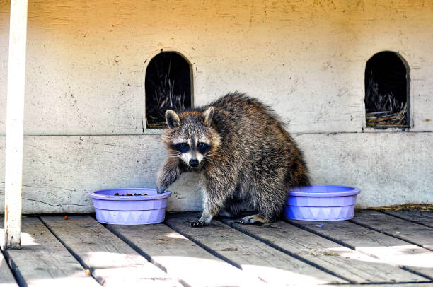 istock Raccoon eats food from dish 1420582176